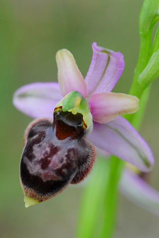 Ophrys aveyronensis x passionis