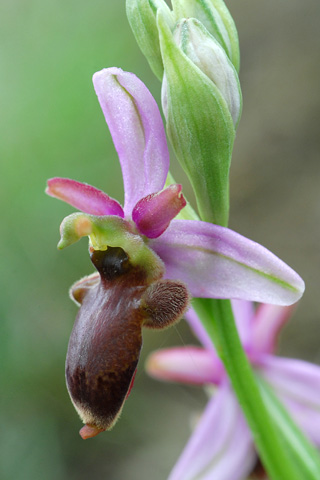 Ophrys aveyronensis x scolopax
