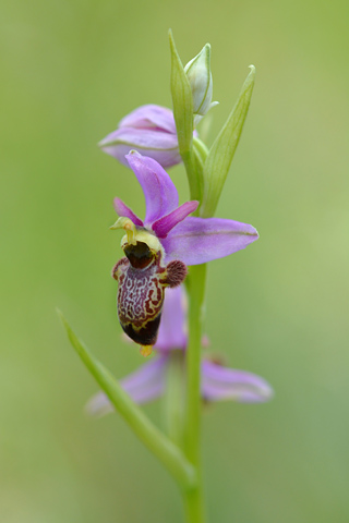 Ophrys aveyronensis x scolopax