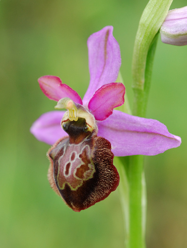 Ophrys aveyronensis