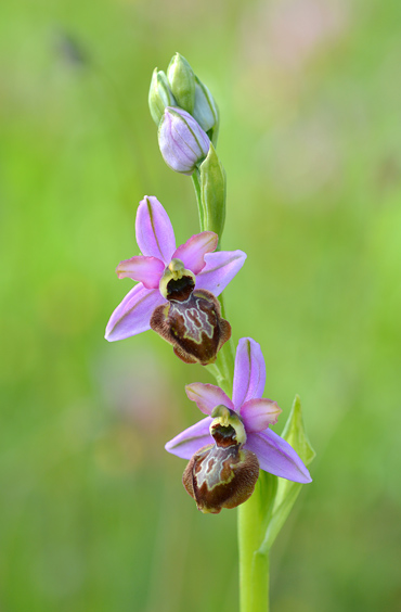 Ophrys aveyronensis