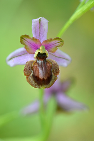 Ophrys aveyronensis