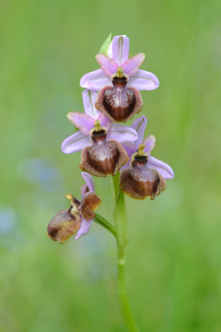 Ophrys aveyronensis