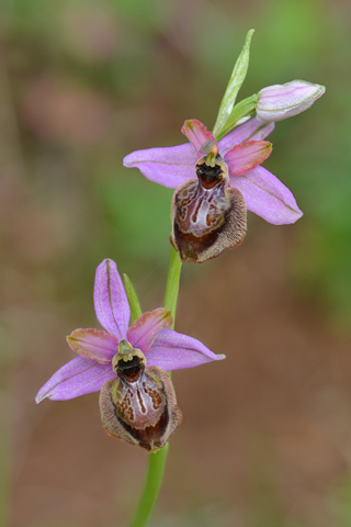 Ophrys aveyronensis