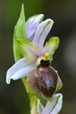 Ophrys aveyronensis