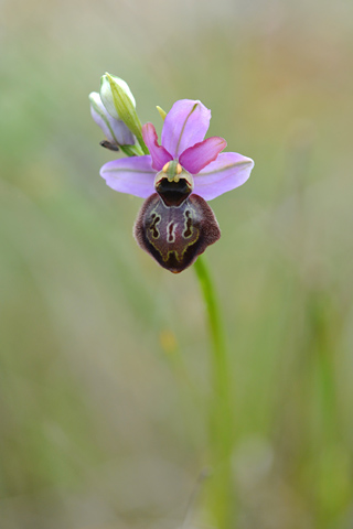 Ophrys aveyronensis