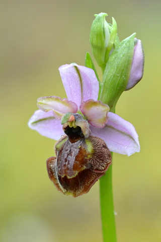 Ophrys aveyronensis