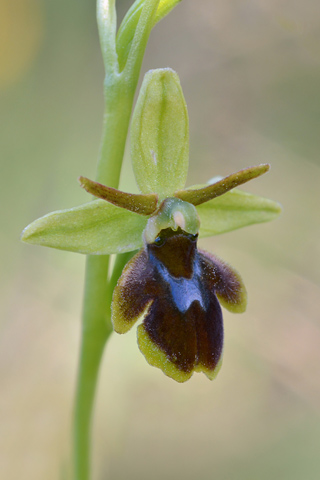 Ophrys araneola x aymoninii