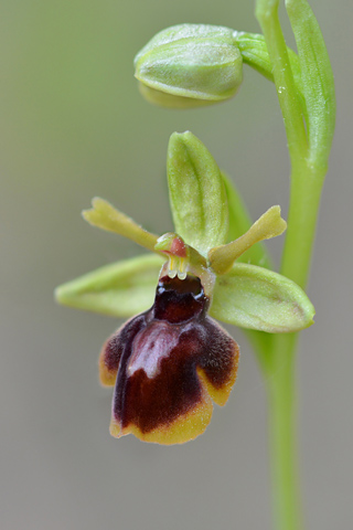 Ophrys araneola x aymoninii