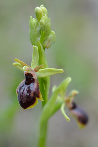 Ophrys aymoninii x passionis