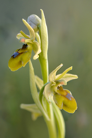 Ophrys aymoninii x passionis