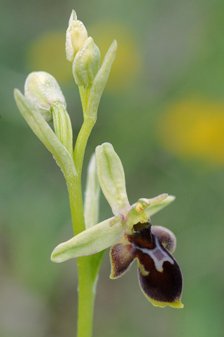 Ophrys aymoninii x scolopax