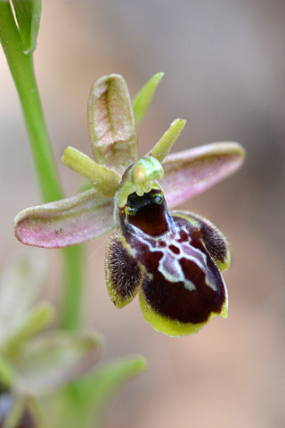 Ophrys aymoninii x scolopax