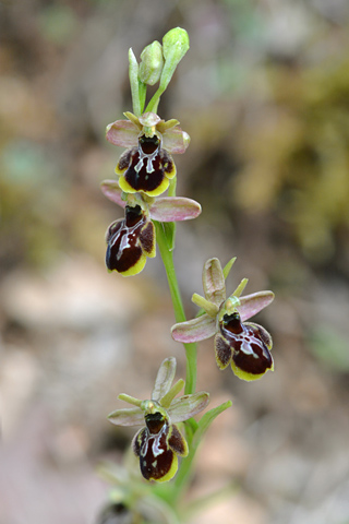 Ophrys aymoninii x scolopax