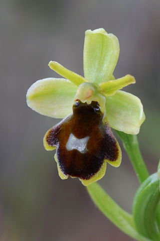 Ophrys aymoninii x virescens