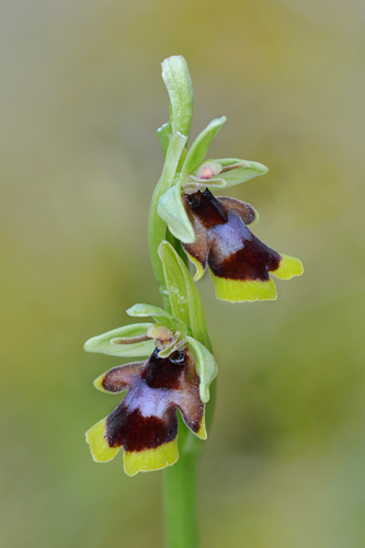 Ophrys aymoninii