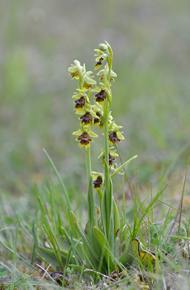 Ophrys aymoninii