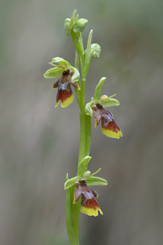 Ophrys aymoninii