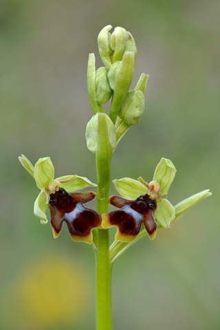 Ophrys aymoninii