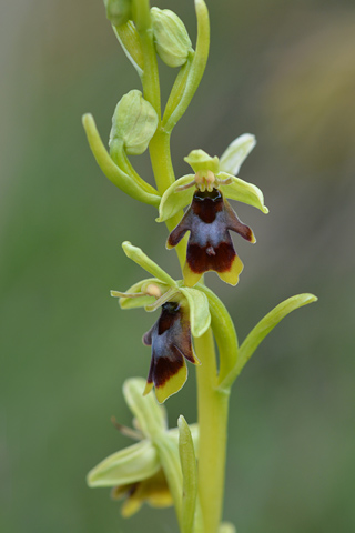 Ophrys aymoninii