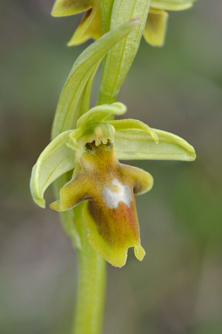 Ophrys aymoninii hypochrome