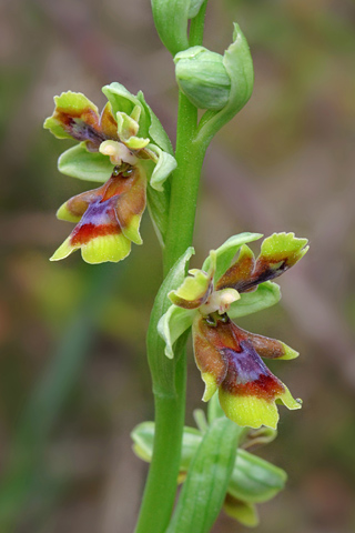 Ophrys caribou