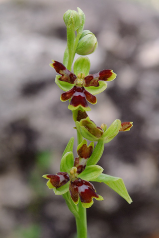 Ophrys caribou