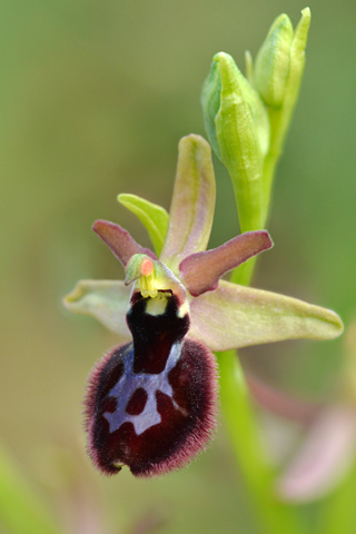 Ophrys bertolonii x classica