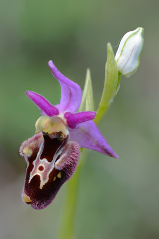 Ophrys bertolonii x dinarica