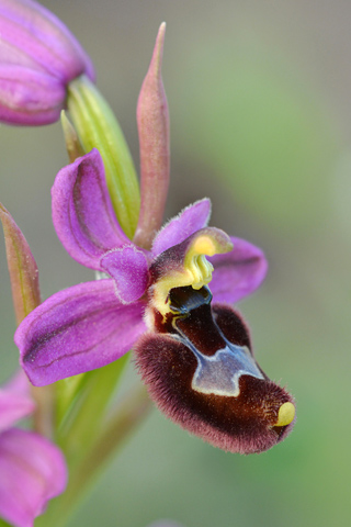 Ophrys bertolonii x neglecta