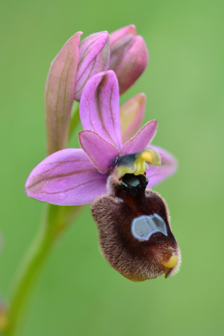 Ophrys bertolonii x neglecta