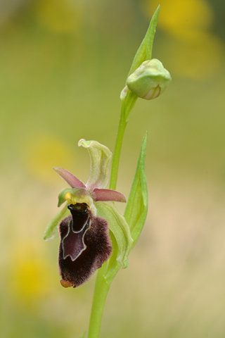 Ophrys bertolonii x passionis