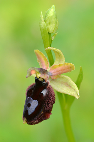 Ophrys bertolonii x passionis