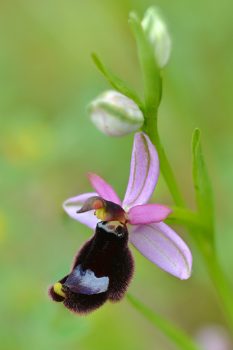 Ophrys bertolonii