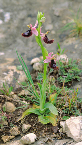 Ophrys bertolonii