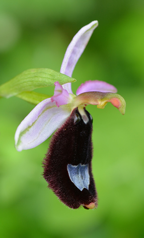 Ophrys bertolonii