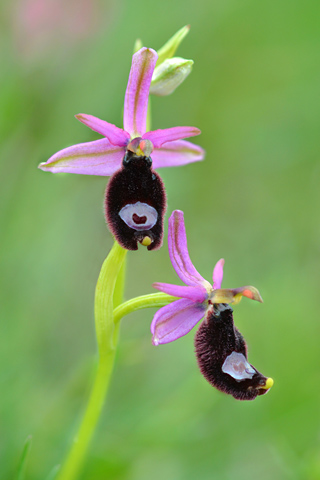 Ophrys bertolonii