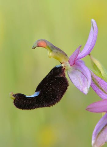 Ophrys bertolonii