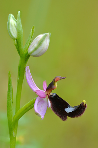 Ophrys bertolonii