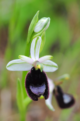 Ophrys bertolonii