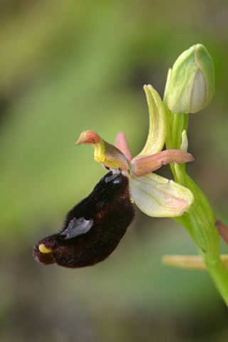 Ophrys bertolonii