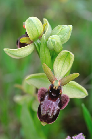 Ophrys bertoloniiformis x bombylifora