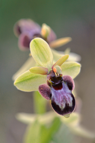 Ophrys bertoloniiformis x bombylifora