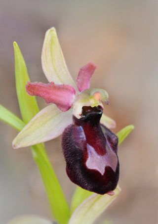 Ophrys bertoloniiformis x passionis