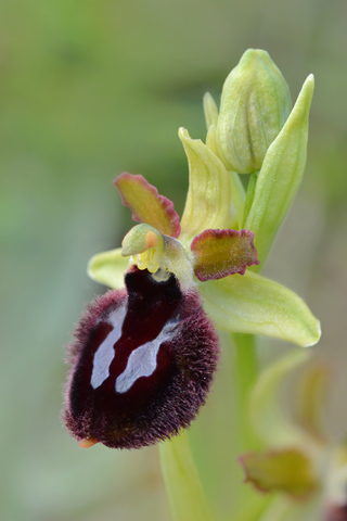 Ophrys bertoloniiformis x passionis