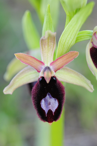 Ophrys bertoloniiformis x promontorii