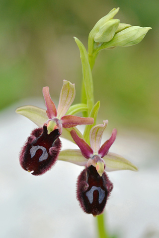 Ophrys bertoloniiformis x promontorii