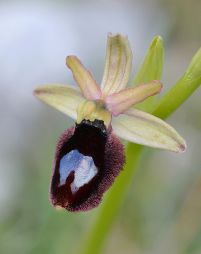 Ophrys bertoloniiformis