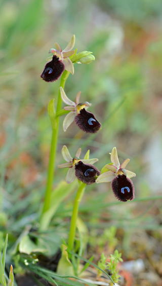 Ophrys bertoloniiformis