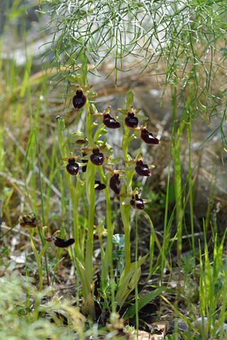 Ophrys bertoloniiformis